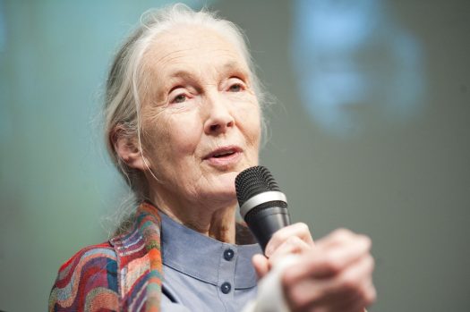 Jane Goodall tries to keep the faith about reversing climate change in her new book, "The Book of Hope." (Credit: Flickr)
