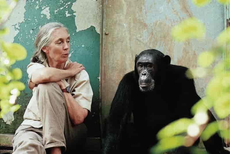 Jane Goodall started studying chimpanzees in the 1960s. [Credit: Michael Neugebauer // Creative Commons]