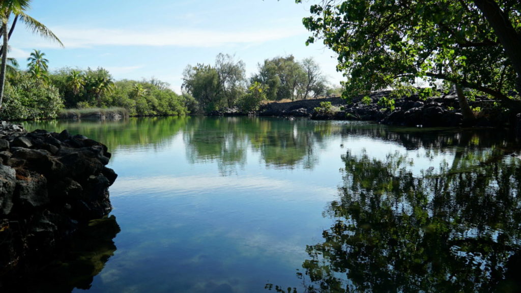 Kīholo fishponds once provided fresh drinking water for the great chief aliʻi King Kamehameha I. (Credit: Lucy Sheriff)