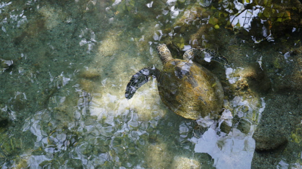 Work on the fishponds began in 2012. (Credit: Lucy Sheriff)