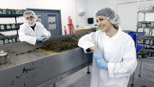A Seaweed Farmer Talks Kelp, 2023's Hottest Superfood