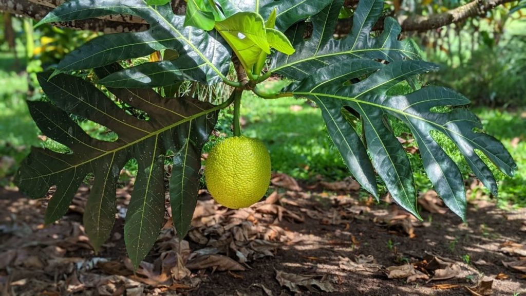A small serving of breadfruit, which can be served in a variety of ways, provides ample fiber, protein, magnesium, potassium and vital minerals. (Credit: Lucy Sherriff)
