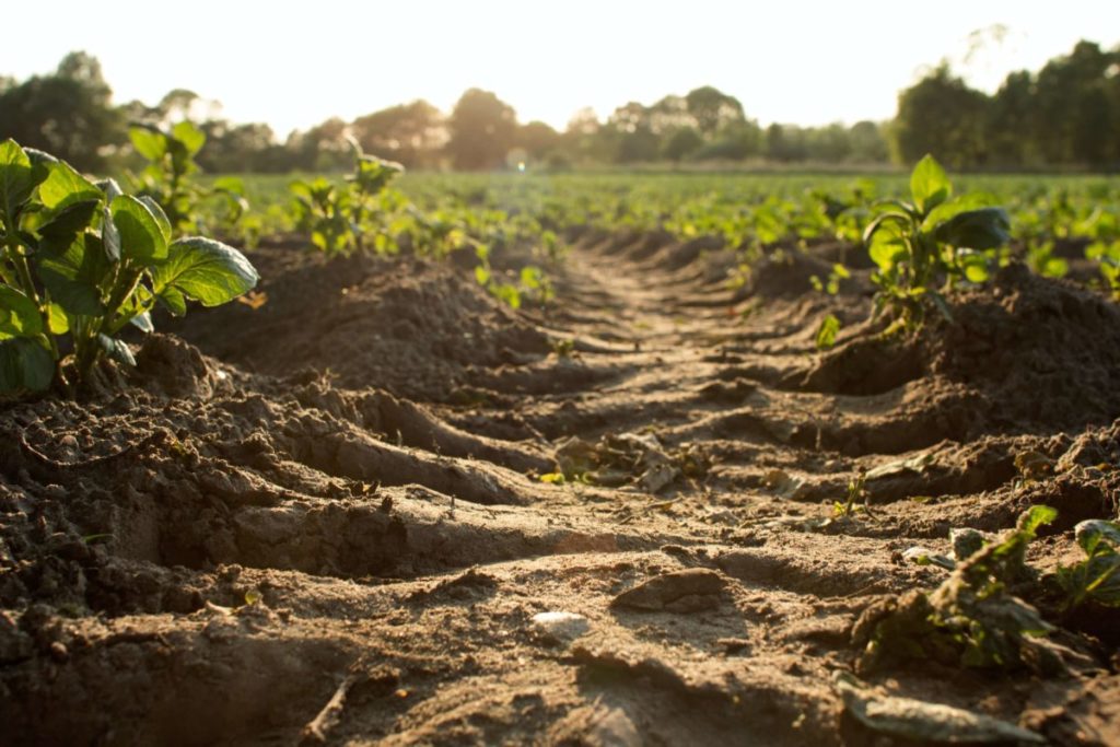 This year's Women In Science Incentive Prize will go to five scientists working to improve soil health. (Credit: Dylan de Jonge on Unsplash