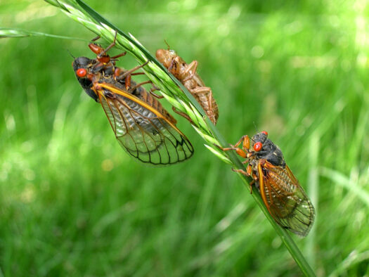 Cicadas Eating Insects Cicada Broods Entomophagy