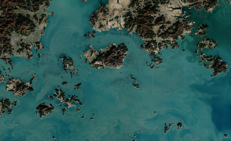 A NASA image of seaward farms in South Korea. The dark squares are fields of seaweed.