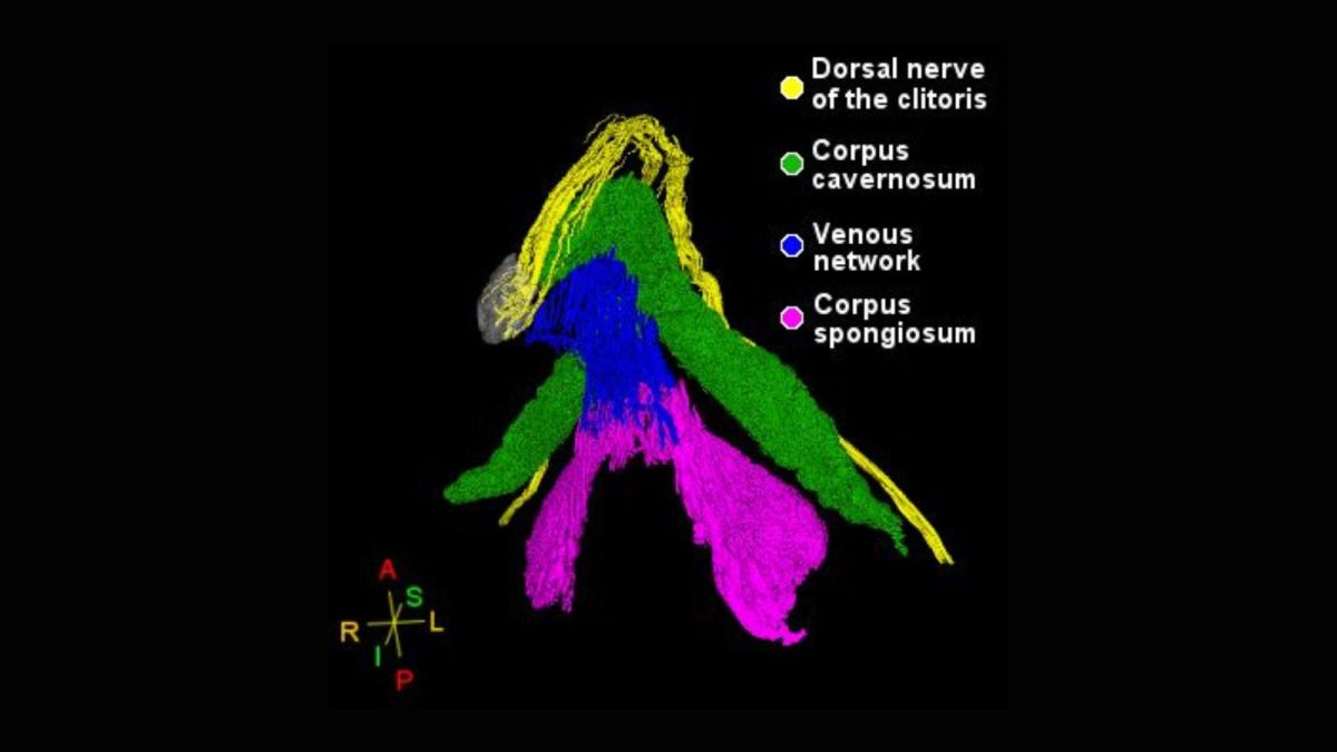 New Research Offers Better Clitoral Knowledge – and Better Outcomes for Patients